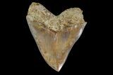 Serrated, Indonesian Megalodon Tooth - Restored Root #154645-2